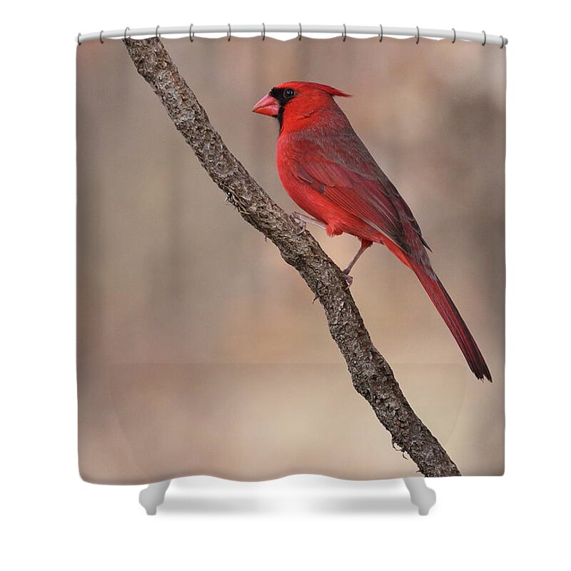 Northern Cardinal Shower Curtain featuring the photograph Cardinal 3128 by John Moyer