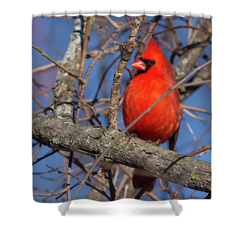 Cardinal Shower Curtain featuring the photograph Cardinal In Red by Flinn Hackett