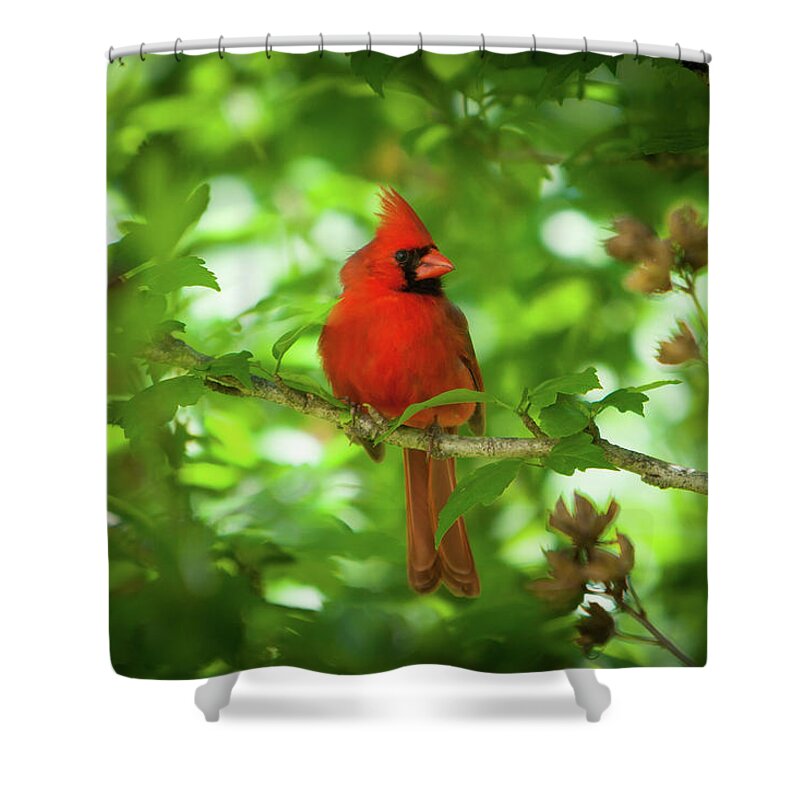 Red Cardinal Shower Curtain featuring the photograph Cardinal_9951 by Rocco Leone