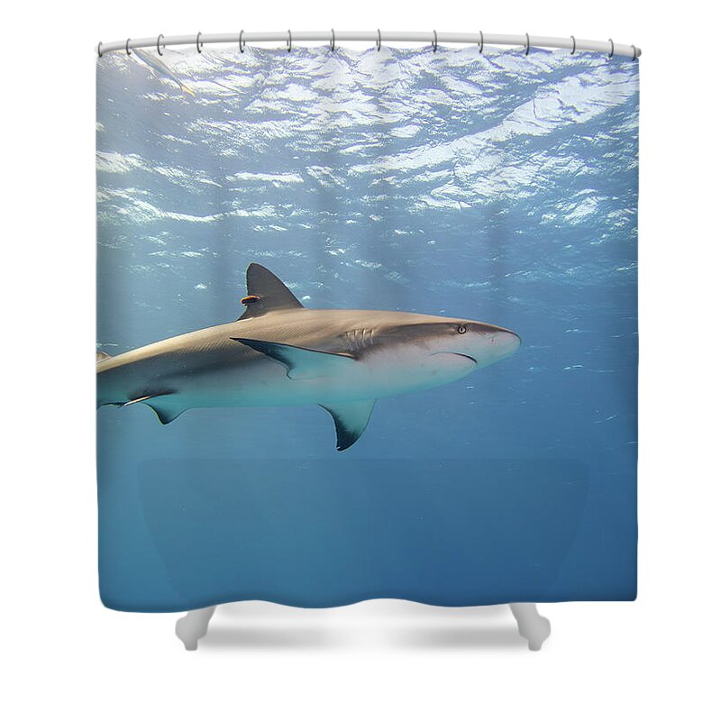 Shark Shower Curtain featuring the photograph Caribbean Reef Shark in the blue by Brian Weber