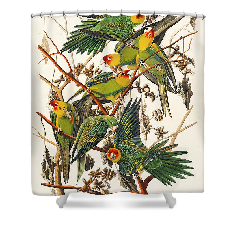 Carolina Parrots Shower Curtain featuring the mixed media Carolina Parrots. John James Audubon by World Art Collective