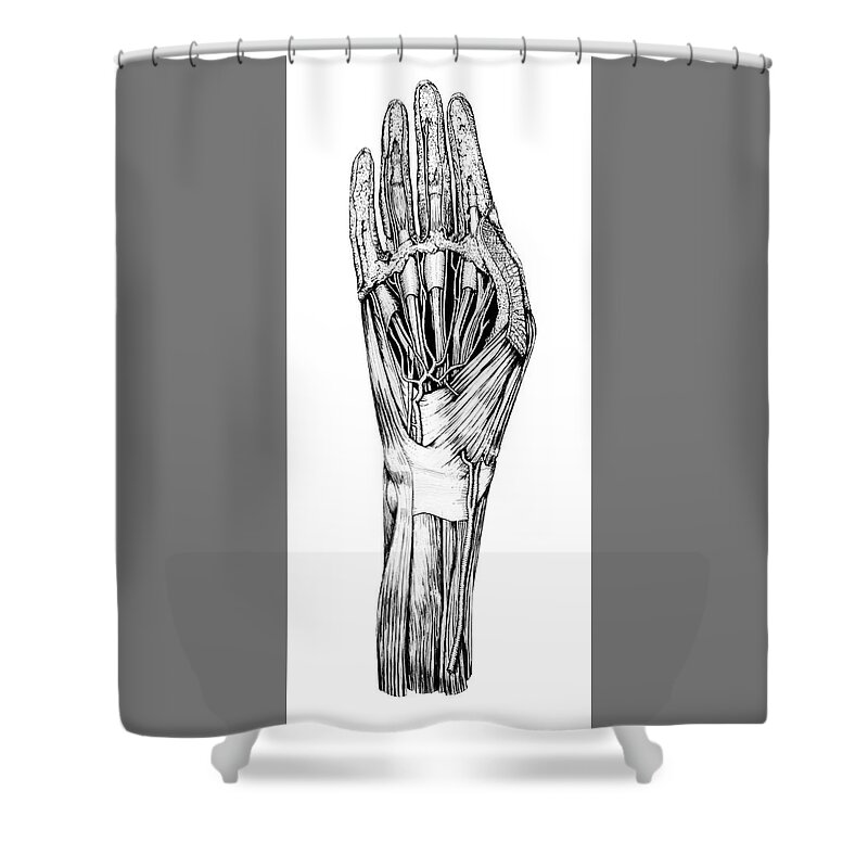 Anatomical Shower Curtain featuring the digital art Carpe Diem Hand Dissection by Russell Kightley