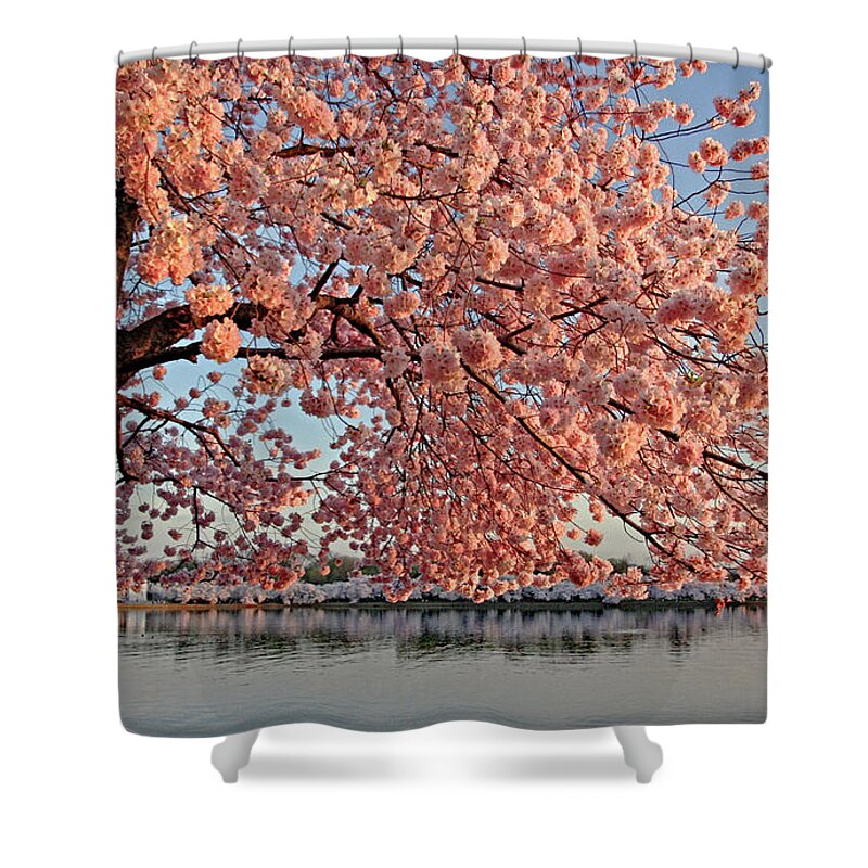 Cherry Blossom Trees Shower Curtain featuring the photograph Cascade of Pink by Suzanne Stout
