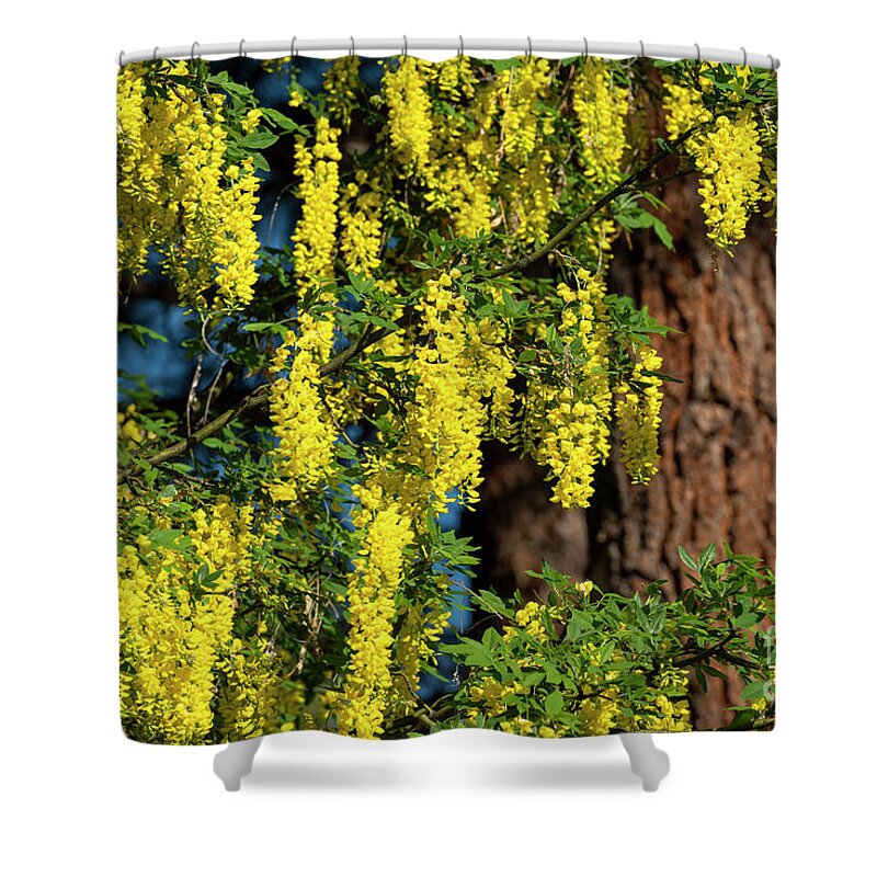 Golden Shower Shower Curtain featuring the photograph Cassia Fistula, 1 by Glenn Franco Simmons