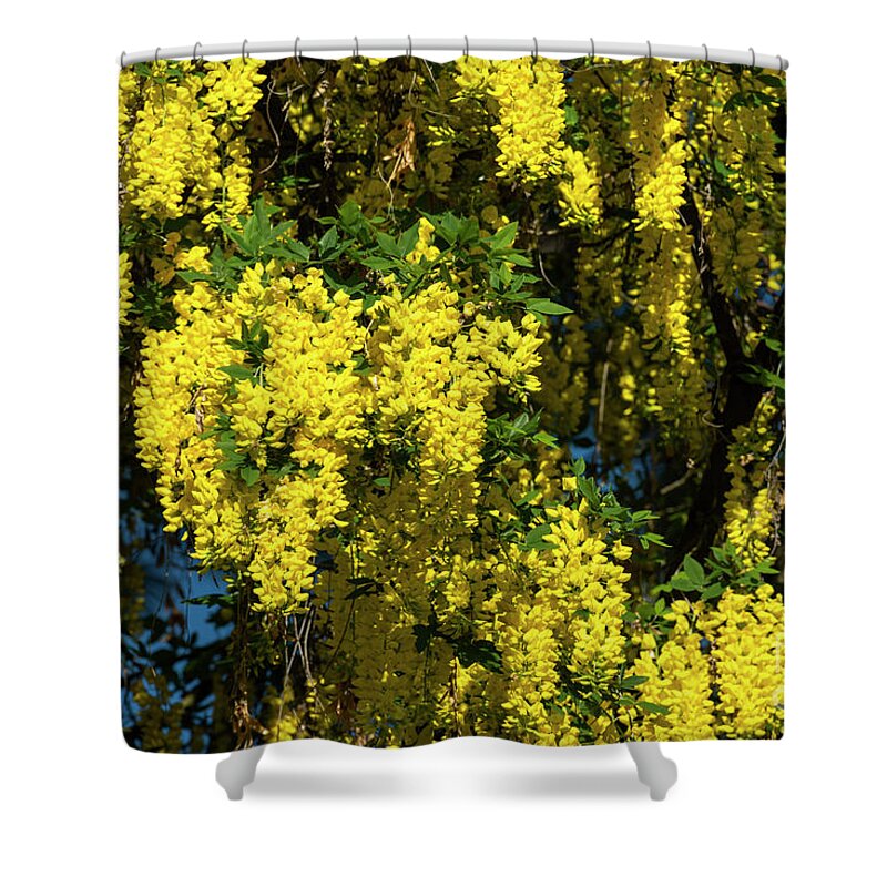 Golden Shower Shower Curtain featuring the photograph Cassia Fistula, 2 by Glenn Franco Simmons