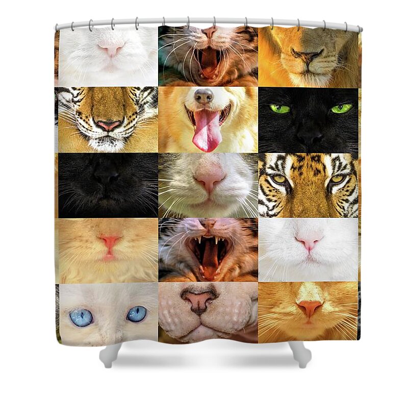 Cat Shower Curtain featuring the photograph Cat faces textures by Benny Marty