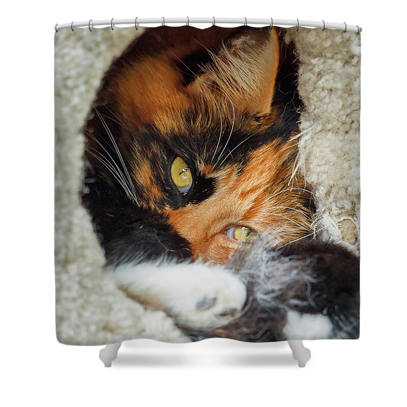 Cat Shower Curtain featuring the photograph Cat in the House by Rick Deacon
