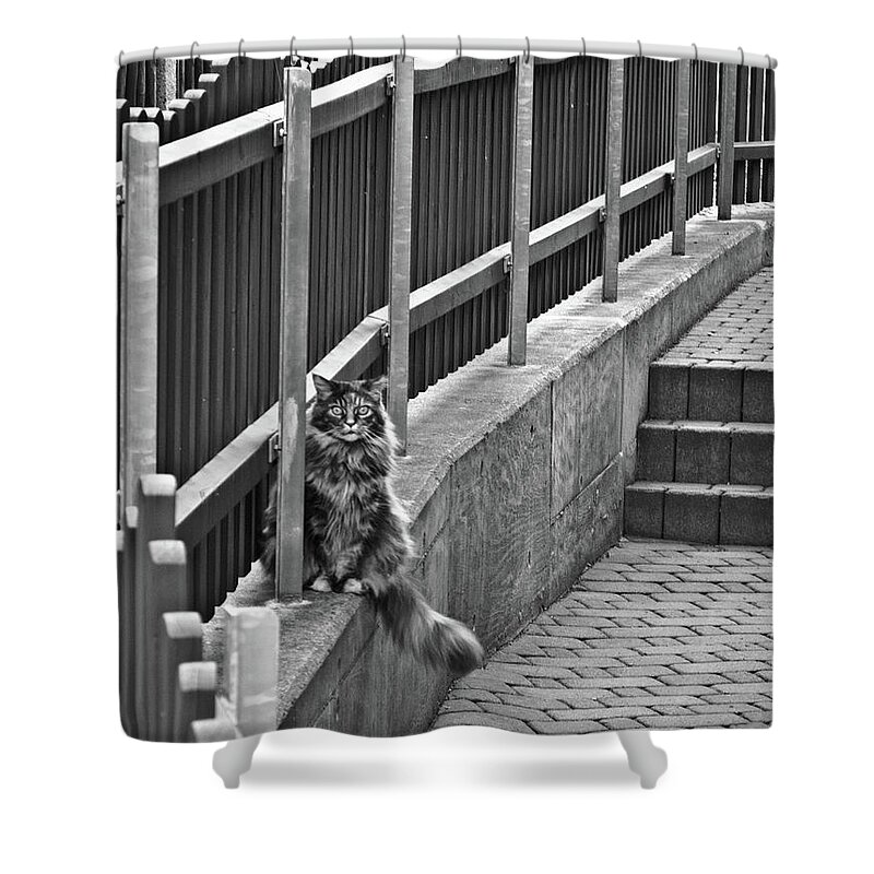 Germany Shower Curtain featuring the photograph Cat on a fence by Naomi Maya