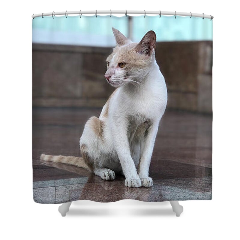 Wallpaper Shower Curtain featuring the photograph Cat Sitting On Marble Floor by Prashant Dalal