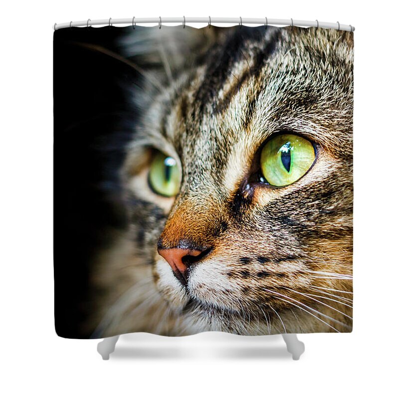 Cat Shower Curtain featuring the photograph Cat Stare by Rick Deacon