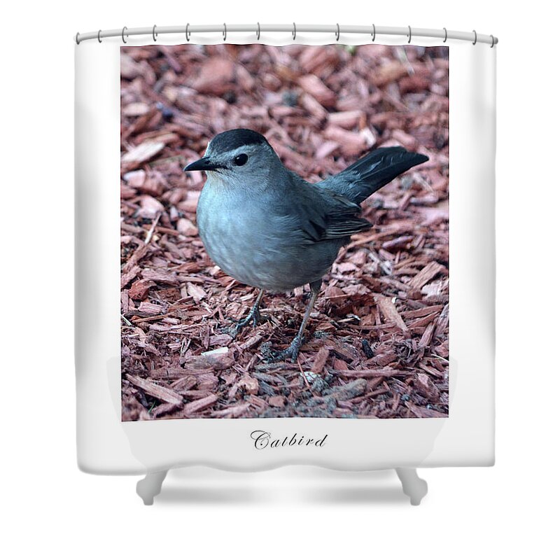 Bird Shower Curtain featuring the photograph Catbird by Dianne Morgado