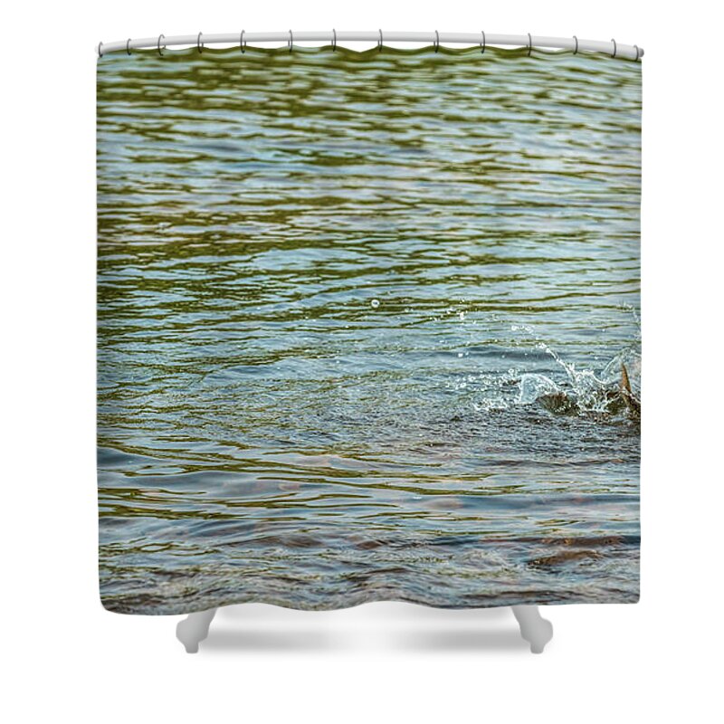 Fly Fishing Shower Curtain featuring the photograph Catch and Release by Pamela Dunn-Parrish