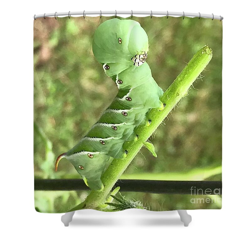 Green Caterpillar Shower Curtain featuring the photograph Caterpillar by Mary Kobet