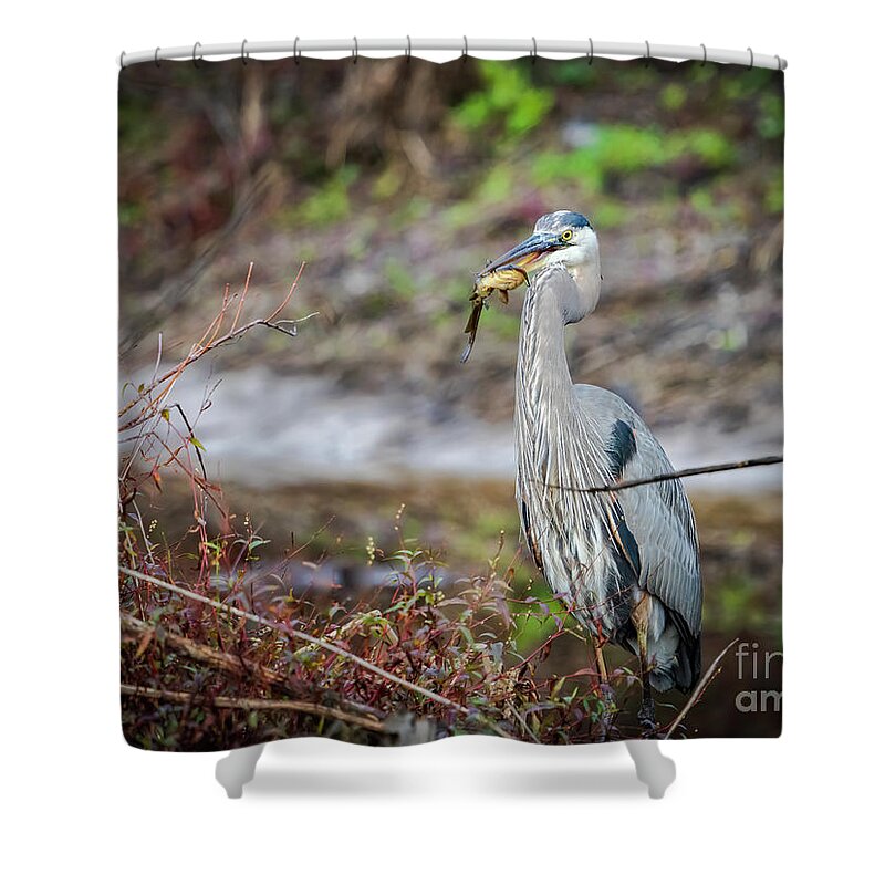 Wildlife Shower Curtain featuring the photograph Catfishing by DB Hayes