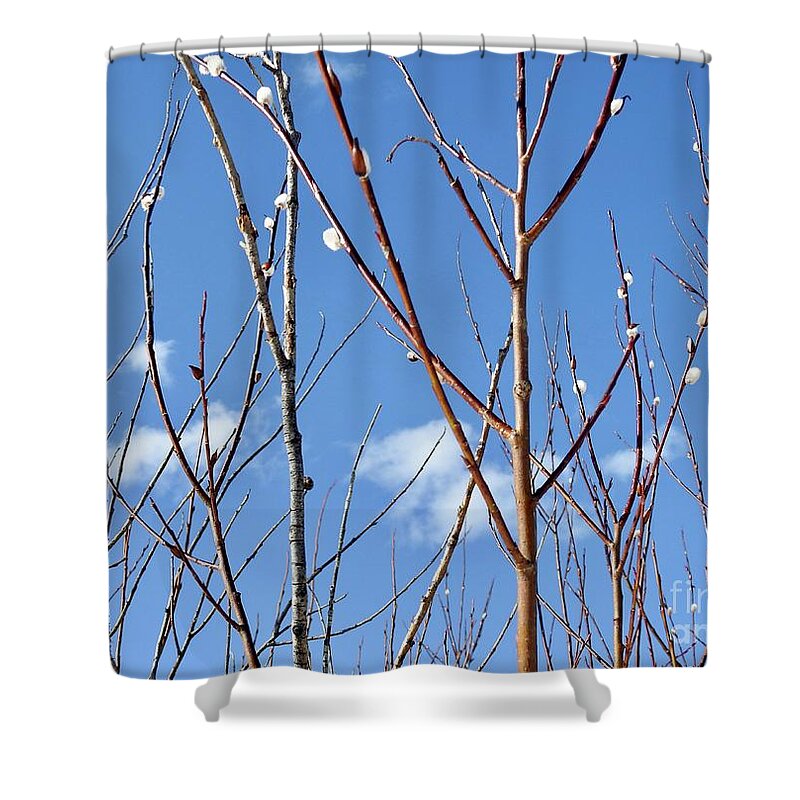 Pussy Willows Shower Curtain featuring the photograph Catkins by Nicola Finch