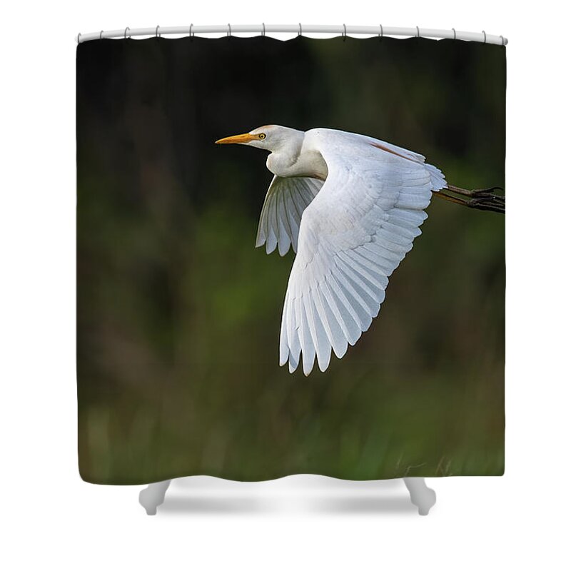 Cattle Egret Shower Curtain featuring the photograph Cattle Egret in flight by Rick Mosher