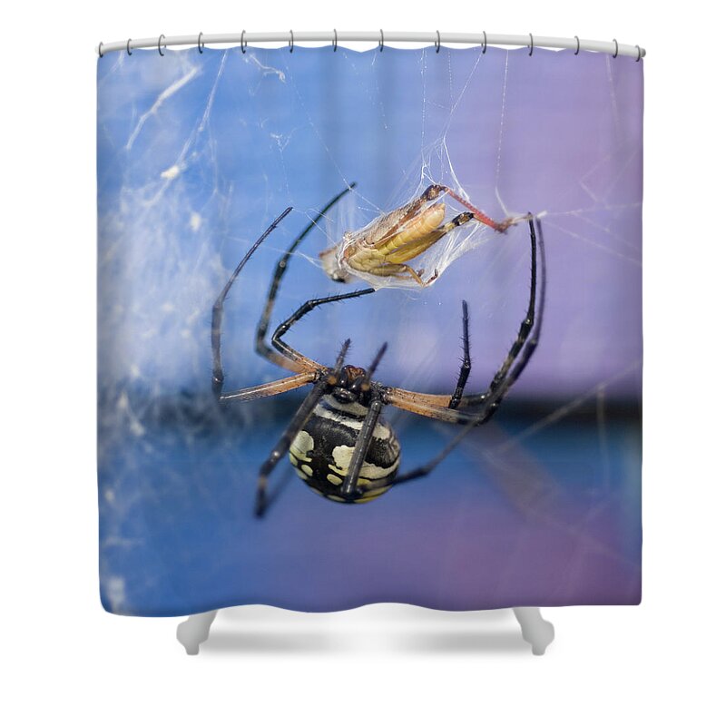 Garden Spider Shower Curtain featuring the photograph Caught in the Web by Melissa Southern