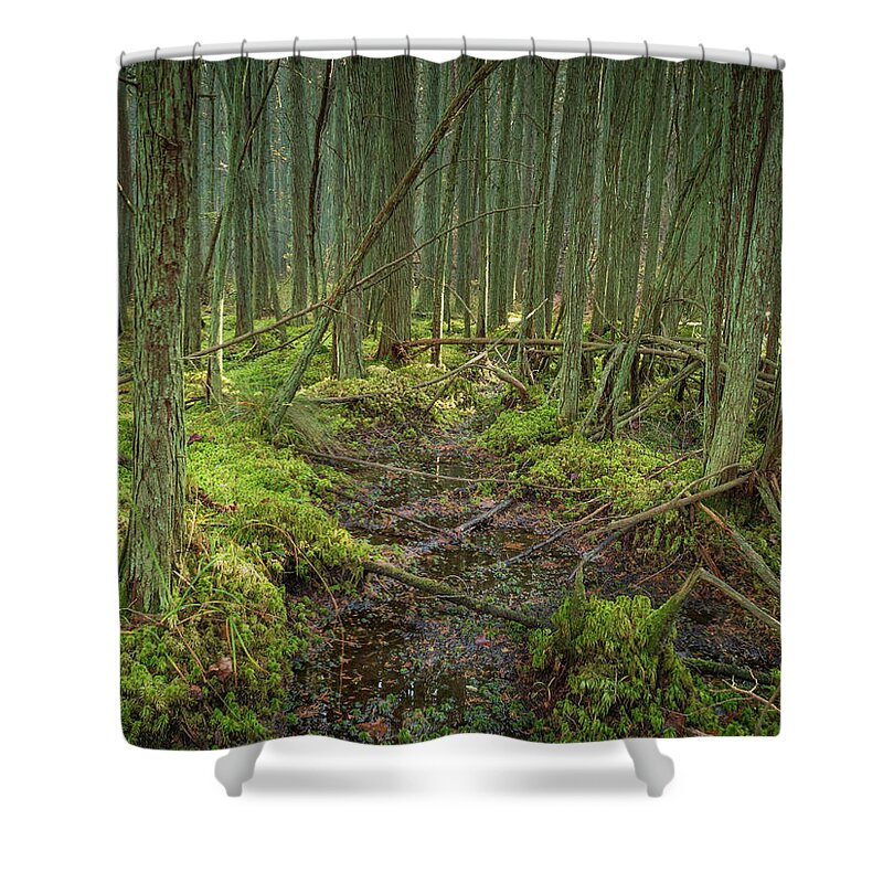 New Jersey Shower Curtain featuring the photograph Cedar Swamp at Franklin Parker Preserve by Kristia Adams