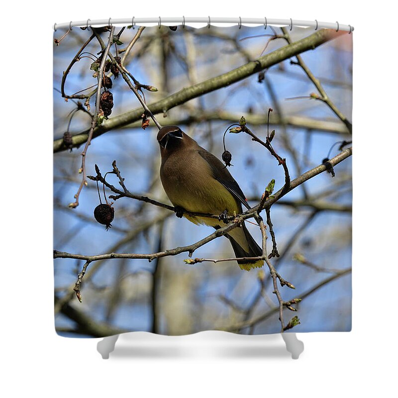  Shower Curtain featuring the photograph Cedar Waxwing 3 by David Armstrong