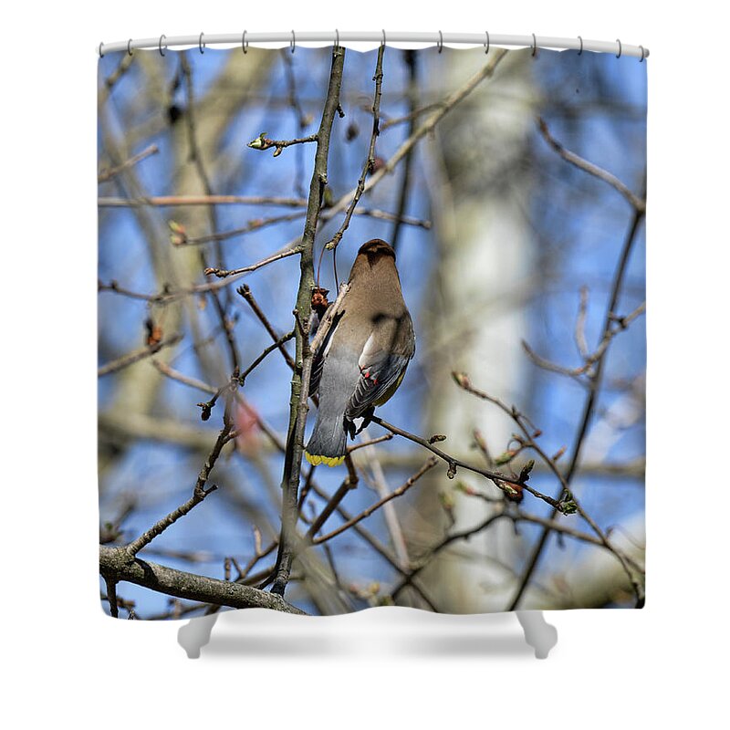  Shower Curtain featuring the photograph Cedar Waxwing 5 by David Armstrong