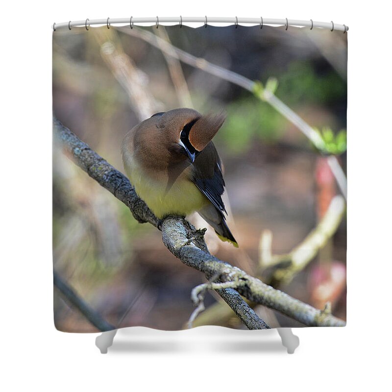  Shower Curtain featuring the photograph Cedar Waxwing 6 by David Armstrong