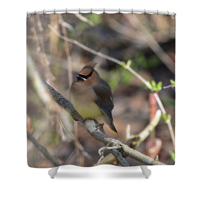  Shower Curtain featuring the photograph Cedar Waxwing 7 by David Armstrong