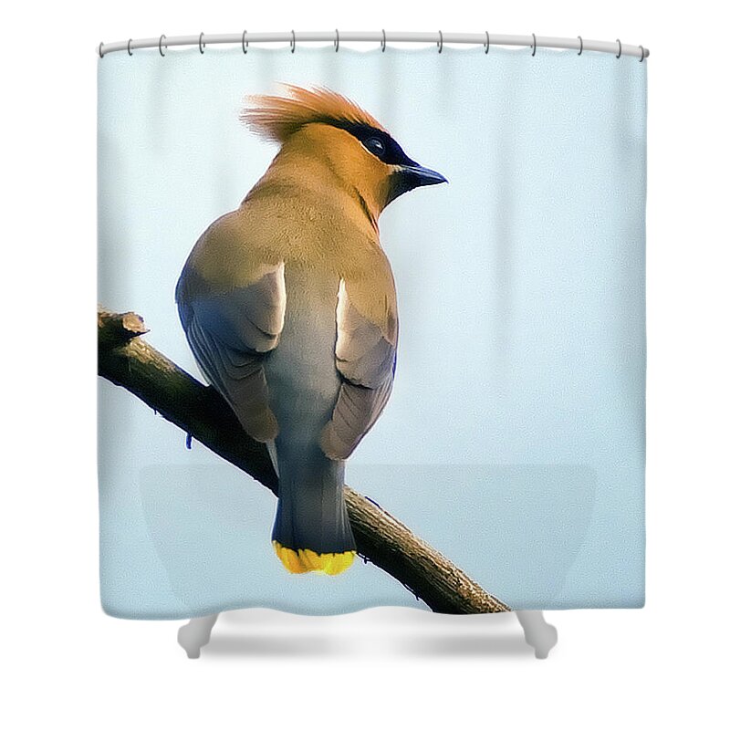 Bird Shower Curtain featuring the photograph Cedar Waxwing by Edward Shotwell