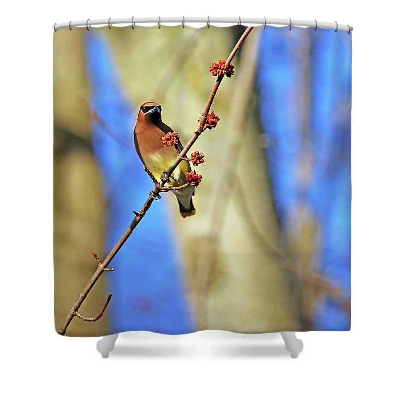 Cedar Waxwing Shower Curtain featuring the photograph Cedar Waxwing In Spring Maple Tree by Debbie Oppermann