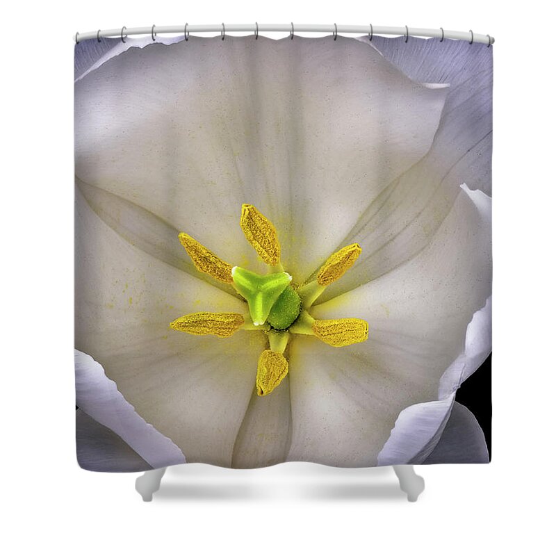 White Tulip Shower Curtain featuring the photograph Center Of A Tulip by Endre Balogh