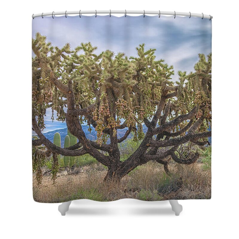 Chain-fruit Cholla Shower Curtain featuring the photograph Chained-fruit Cholla by Jonathan Nguyen
