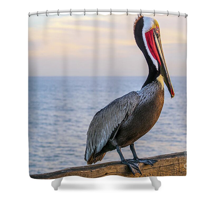 Brown Pelican Shower Curtain featuring the photograph Charlie The Pelican by Rich Cruse