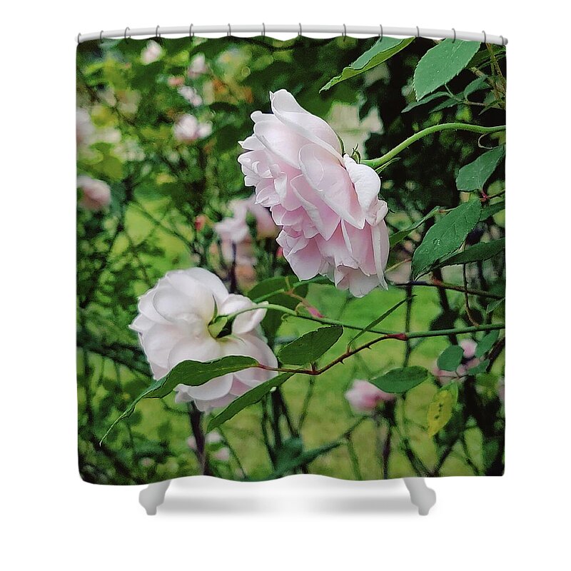 Old Fashioned Roses Shower Curtain featuring the digital art Charming Pale Pink Roses by Pamela Smale Williams