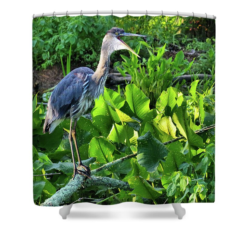 Wildlife Shower Curtain featuring the photograph Chatting Blue Heron by Buddy Scott
