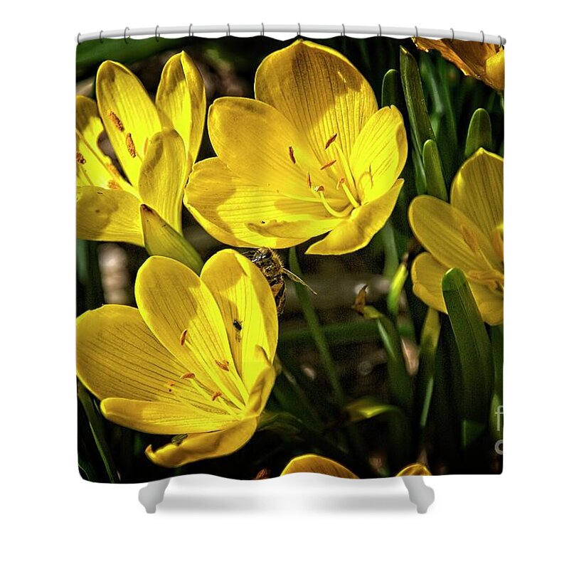 Crocuses Shower Curtain featuring the photograph Cheerful crocuses by Fran Woods
