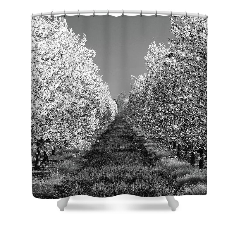 Cherry Orchard Shower Curtain featuring the photograph Cherry Blossom Perspective B W by David T Wilkinson