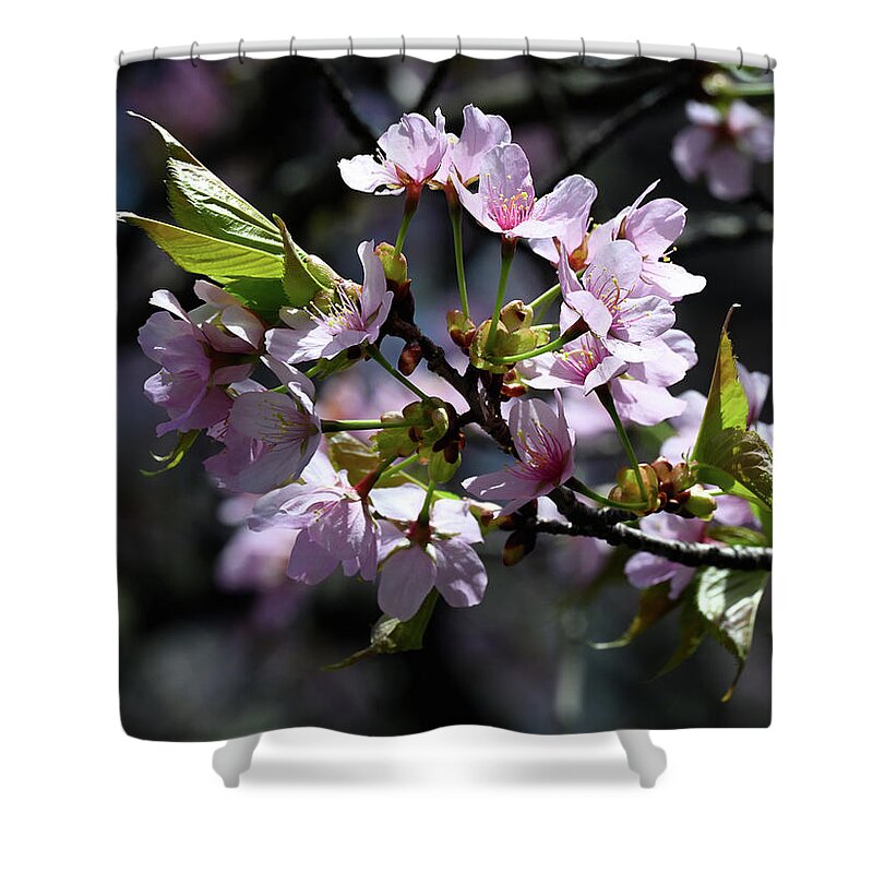 Cherry Shower Curtain featuring the photograph Cherry Blossom by Steven Nelson