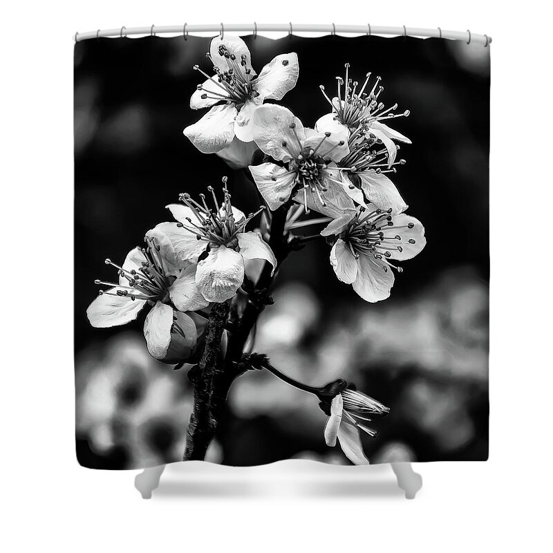 Cherry Blossoms Shower Curtain featuring the photograph Cherry Blossoms BW by Flees Photos
