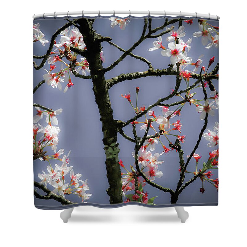 Bonnie Follett Shower Curtain featuring the photograph Cherry Blossoms Illuminati by Bonnie Follett