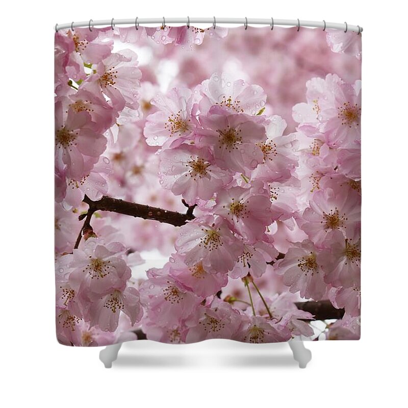 Cherry Blossoms Shower Curtain featuring the photograph Pink Petals and Raindrops by Stefania Caracciolo