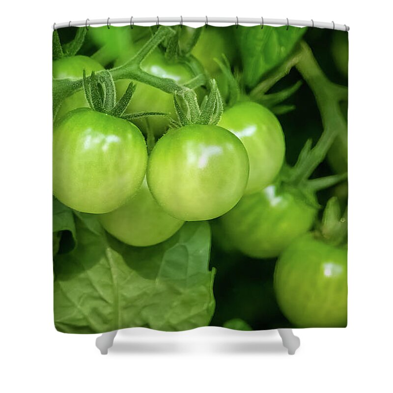 Vegetable Shower Curtain featuring the photograph Cherry Green by John Kirkland