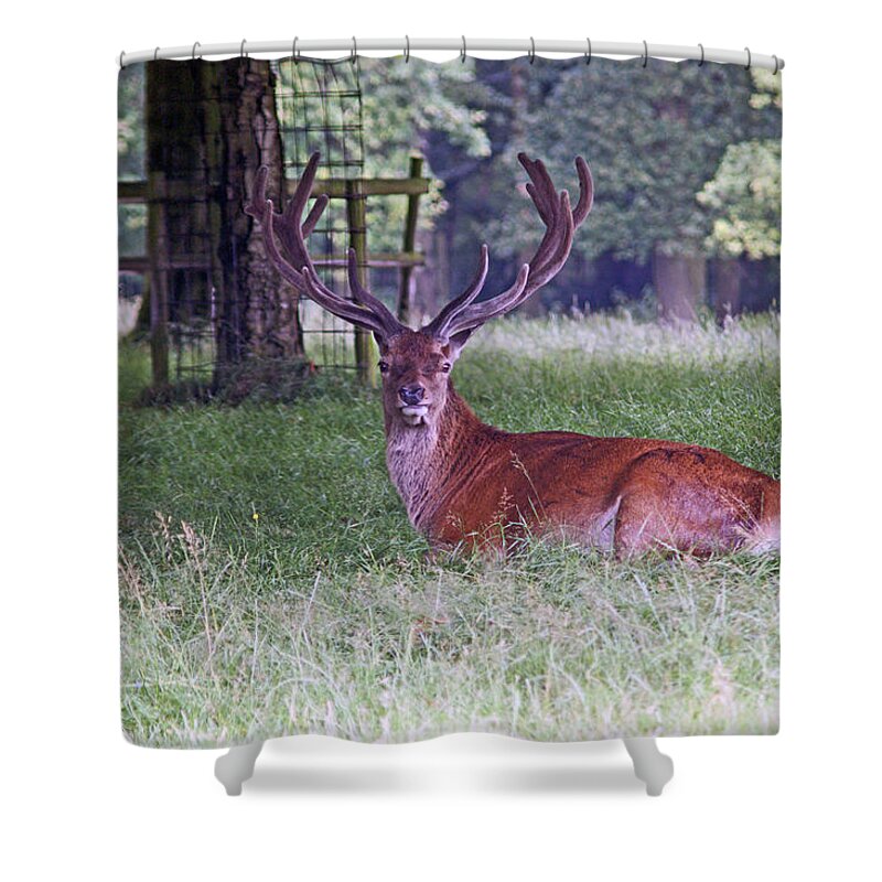 Cheshire Shower Curtain featuring the photograph CHESHIRE, Knutsford. Tatton Park. by Lachlan Main