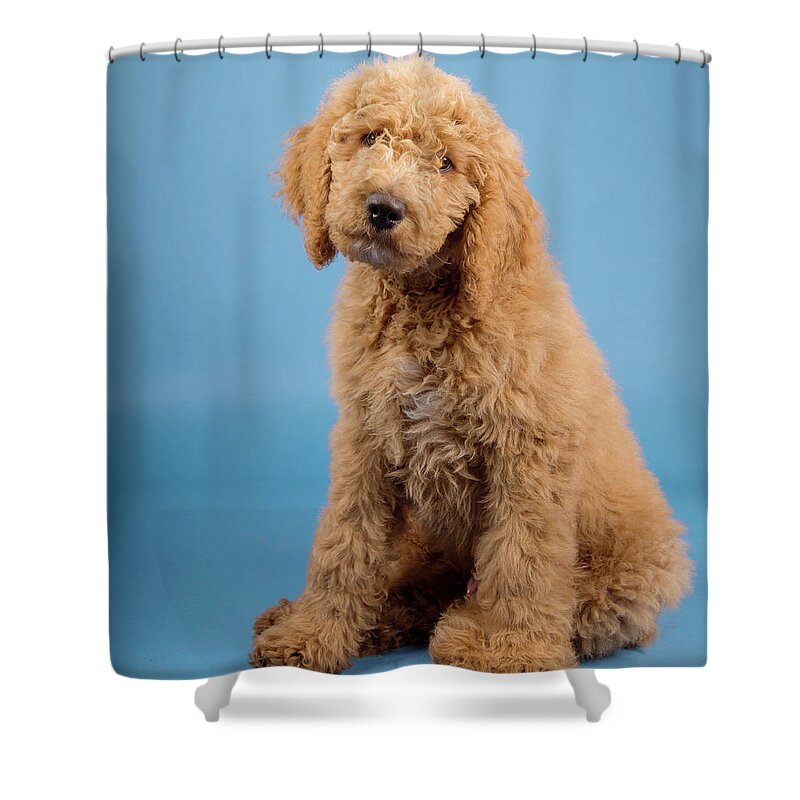 Chester Shower Curtain featuring the photograph Chester 1 by Rebecca Cozart