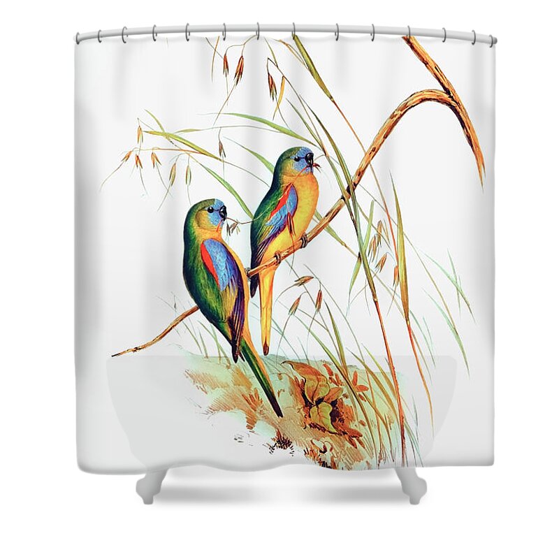 Nature Shower Curtain featuring the drawing Chestnut-shouldered Grass-Parakeet by Elizabeth Gould
