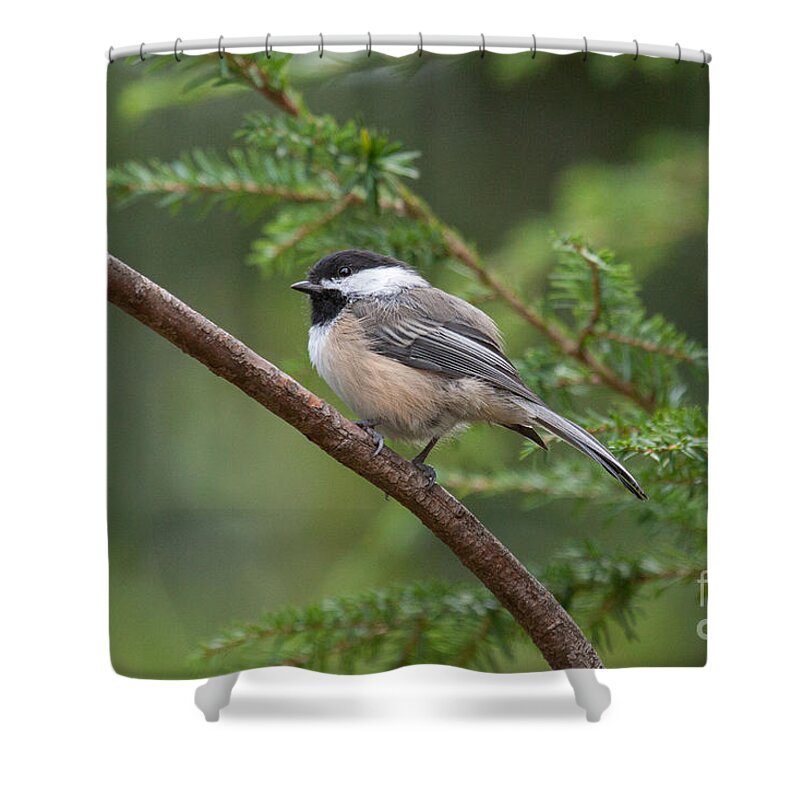 Chickadee Shower Curtain featuring the photograph Chickadee in the Pines by Jayne Carney