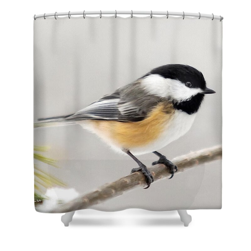 Chickadee Shower Curtain featuring the mixed media Chickadee Painting by Christina Rollo