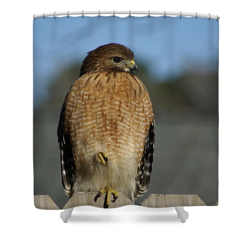  Shower Curtain featuring the photograph Chilling Hawk by Heather E Harman