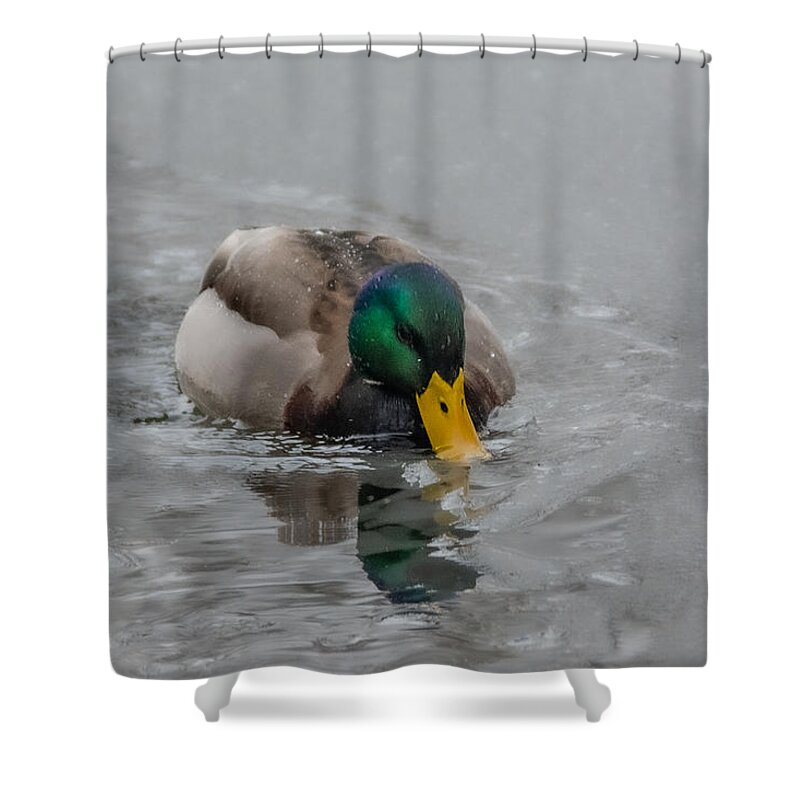 Bird Shower Curtain featuring the photograph Chilly for Dinner by Linda Bonaccorsi