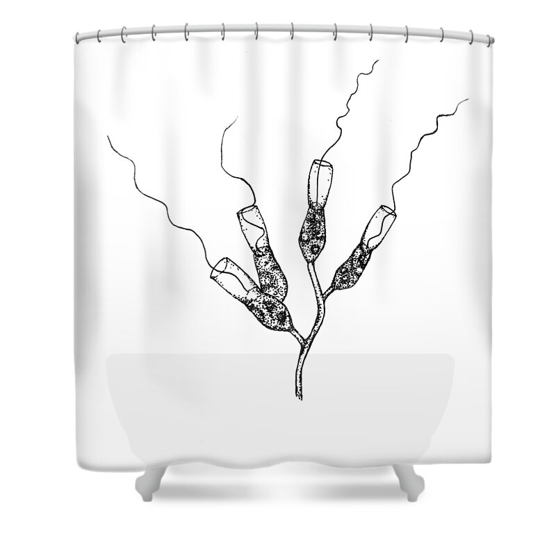 Protozoa Shower Curtain featuring the drawing Choanoflagellates by Kate Solbakk