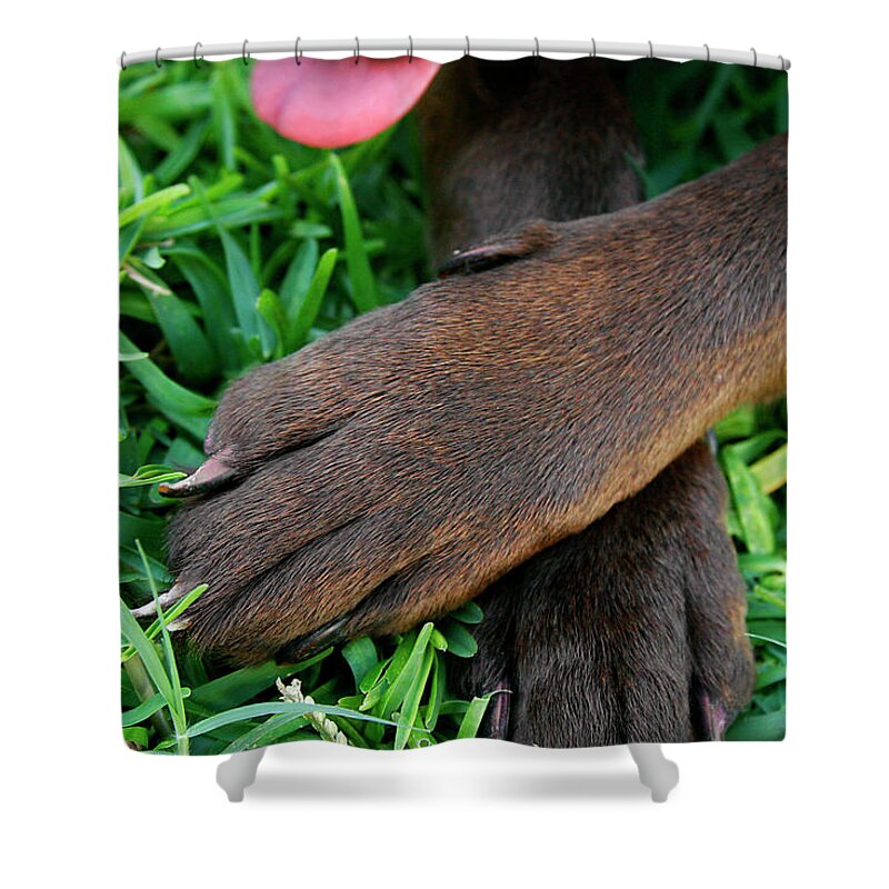 Dogs Shower Curtain featuring the photograph Chocolate Paws by Renee Spade Photography