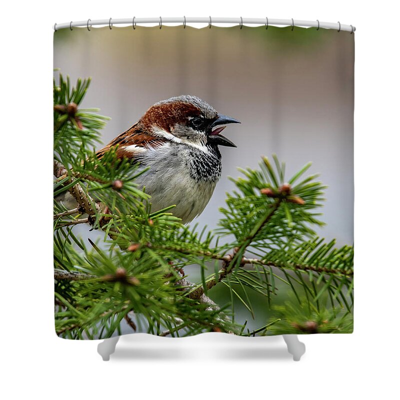 Bird Shower Curtain featuring the photograph Chirp by Cathy Kovarik